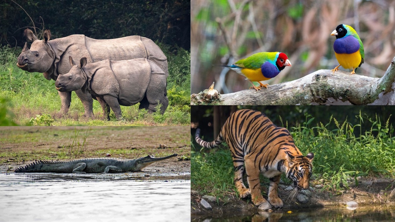 Chitwan Royal Jungle Safari team member observing wildlife